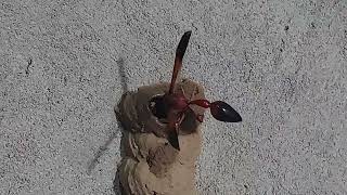 Potter wasp build a nest watch Live  towardthenature [upl. by Narrad125]