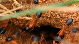 Ants Nest Building Techniques I Ants Hill [upl. by Baruch676]