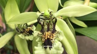 Coelogyne pandurata [upl. by Cicely953]