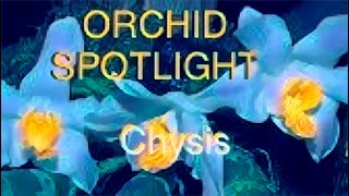 ORCHID SPOTLIGHTCHYSIS ORCHIDS orchids August 25 2023 [upl. by Asiled]