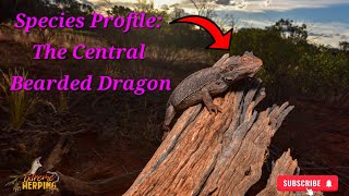 Species Profile Episode 2 The Central Bearded Dragon [upl. by Rednasela]