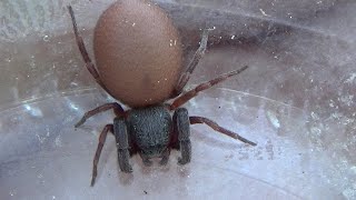 Cazadora de arañas Palpimanus gibbulus ¡Es como Blade GONZALO [upl. by Dellora]