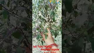 Angana lagai ham Tulsi bada laharen Kartik kirtilals geet short video 🙏🏻🌿🙏🪔 [upl. by Aela210]