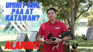 SABONG TIPS Mainit Na Paa at Katawan Ng Manok Sa Araw Ng Laban  Paano Ito Maiiwasan [upl. by Hanej]