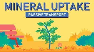 Chapter 14  Transport  XI Biology Water and mineral uptake by roots  Part 5 [upl. by Kilar]