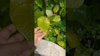 tamalapaku🍃🍃chettu plantsmachirajukirankumar astrologygardenshorts [upl. by Ahsilaf]