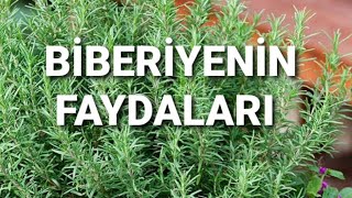 BİBERİYENIN FAYDALARI [upl. by Ariana]