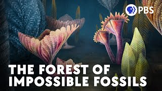 These Fossils Were Supposed To Be Impossible [upl. by Crandall895]