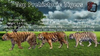 Bornean Tiger Ngandong Tiger Wanshein Tiger Size Comparison [upl. by Natascha216]