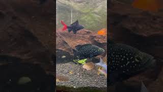 Starry Night Cichlid quotBleekeriquot Paratilapia polleni  part II [upl. by Tnilk]