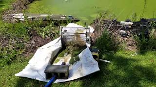 Duckweed removal Vid1 [upl. by Neila]