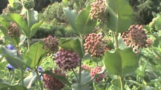 Minnesota Native Plant  Common Milkweed Asclepias Syriaca [upl. by Lemra]