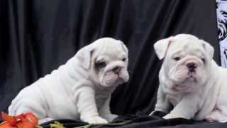 White English bulldog puppies for sale [upl. by Christen]