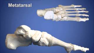 Anatomy Review  Bones of the Foot  Cascade Dafo [upl. by Doehne]