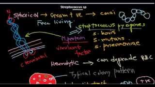 Streptococcus introduction [upl. by Adilem113]