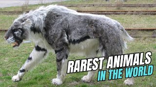 Rarest Animals in the World [upl. by Rehpitsirhc]