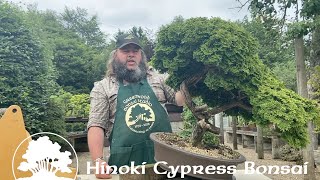 Hinoki Cypress Bonsai Part 1 Thinning Out  Greenwood Bonsai [upl. by Gertrude]