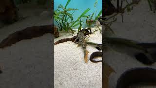 Julio pleco L14 sunshine music backstreetboys pop acuarium trending fish pleco fishing [upl. by Eniksre873]