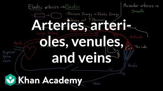 Arteries arterioles venules and veins  Health amp Medicine  Khan Academy [upl. by Brigitta720]