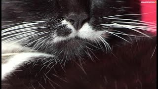 Les moustaches du chat [upl. by Mccomb615]