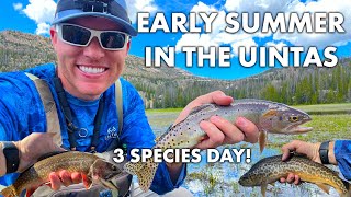 Finding Cutthroat in Utahs Uinta Mountains  Early Summer Trout Fly Fishing  3 Species Day [upl. by Nednyl2]