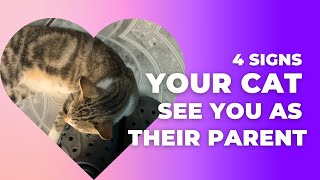 4 SIGNS your CAT sees you as their PARENT [upl. by Ecinereb]