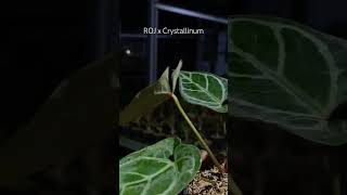 ROJ x Crystallinum anthuriumindonesia anthuriumplant plants garden plantlover [upl. by Pawsner]