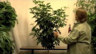 Prune this How to Prune an Arboricola Dwarf Schefflera [upl. by Onitnelav]