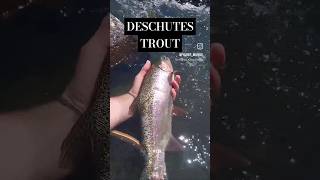 Absolutely top notch Deschutes redside flyfishing flyfishingonly catchandrelease fishing [upl. by Ttergram770]