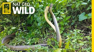 Watch an Elaborate Rat Snake DanceOff  Nat Geo Wild [upl. by Aleunam]