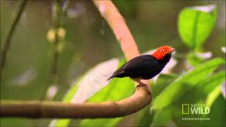 Cant Touch This Bird Manakin Bird Dancing [upl. by Maiah833]