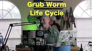 Grub Worm Life Cycle  How do Grub Worm Get in the Lawn [upl. by Lowell]