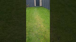 Yet MORE proof of lawn compaction and the need to aerate soilcompaction [upl. by Alida]