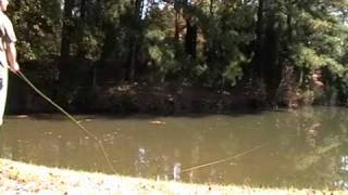 Fly Fishing for Bluegill [upl. by Brookhouse]