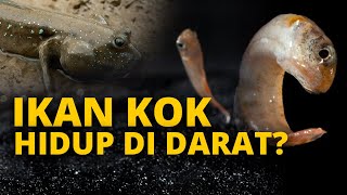 IKAN YANG MELAWAN KODRAT KARENA BISA HIDUP DI DARAT [upl. by Aryt]