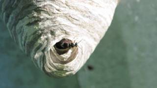 Bald faced Hornet [upl. by Hinman792]