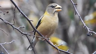 Gros becs errants chant  Evening Grosbeak song [upl. by Un]