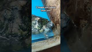 2 headed terrapin terrapin shorts animals [upl. by Purcell]