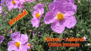 Κίστος – Λαδανιά – Κουνούκλα – Cistus incanus [upl. by Bevis805]