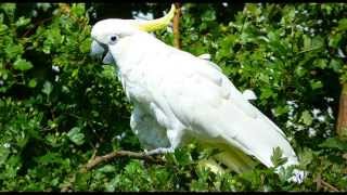 Cockatoo Bird Call Bird Song [upl. by Kristen]