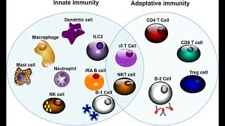 Cell mediated immunity  innate immune response [upl. by Arie]