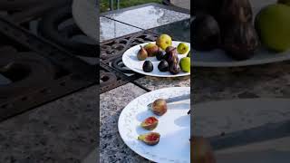 Crozes fig VS Palestinian Dark Fig  Taste testing fig figs figplant garden figtree fruit [upl. by Kcirdla]