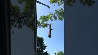 Amazing Tree Removal Arbor WRX CraneLifts Massive Walnut Trees Over a House [upl. by Anitsua968]