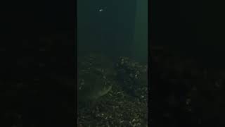 Perch Fishing Underwater Footage fishing perch shorts reels underwater fishinglife fishon [upl. by Yenobe]