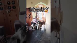 ಅಮ್ಮ doglover dogmusic dogmusic funny cute mother minchuhuskey kannada karnataka song [upl. by Ailis]