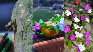 How To Grow Yesterday Today amp Tomorrow Plant In Summer  How to grow Brunfelsia Latifolia plant [upl. by Bluefarb]