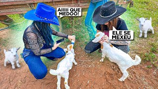 A NOVA MASCOTE DA FAZENDA CHEGOU MINI CABRITINHA mas elas não esperava que … [upl. by Gnurt]