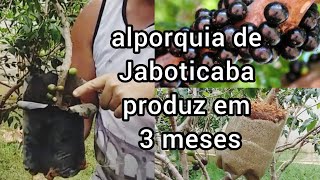 Alporquia de Jaboticaba produz em 3 meses [upl. by Refennej]