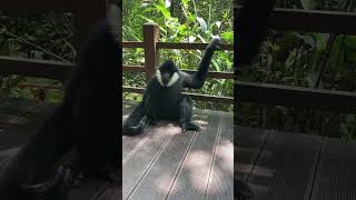 Cutest Gibbon funny running 😂 fuuny fuunyshorts short [upl. by Carilla]