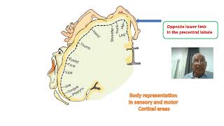 6 Cerebral hemispheres Functional areas [upl. by Rogers]